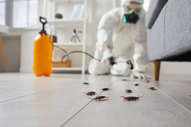Commercial Kitchen Cockroach Control in Cairo